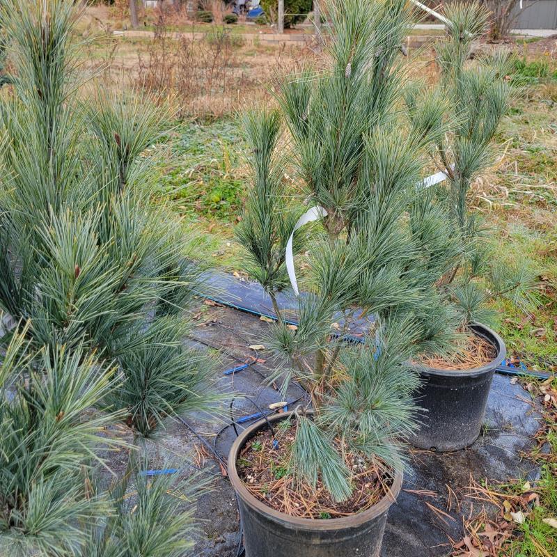 Pinus Strobus 'fastigiata' - View 31 from www redcrocus com