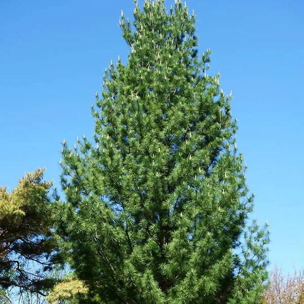 Pinus Strobus 'fastigiata' - View 34 from www redcrocus com