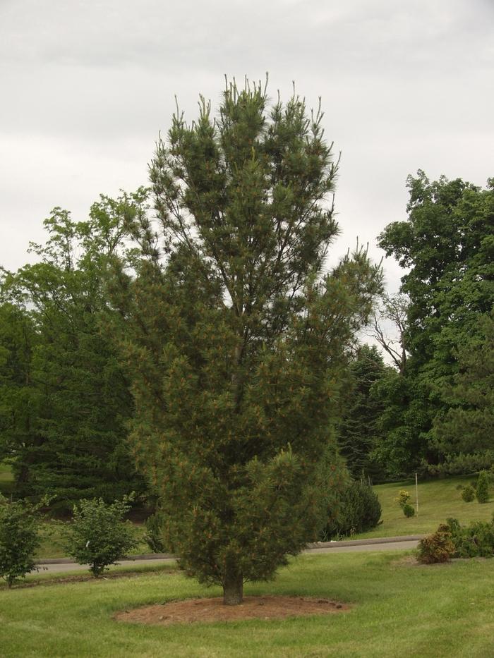 Pinus Strobus 'fastigiata' - View 35 from www redcrocus com