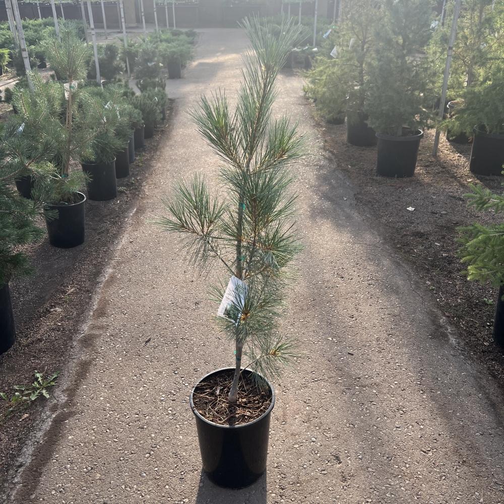Pinus Strobus 'fastigiata' - View 36 from www redcrocus com