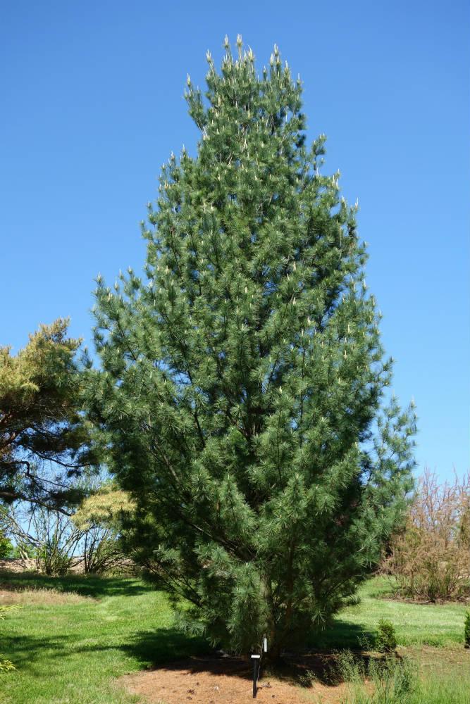 Pinus Strobus 'fastigiata' - View 6 from www redcrocus com