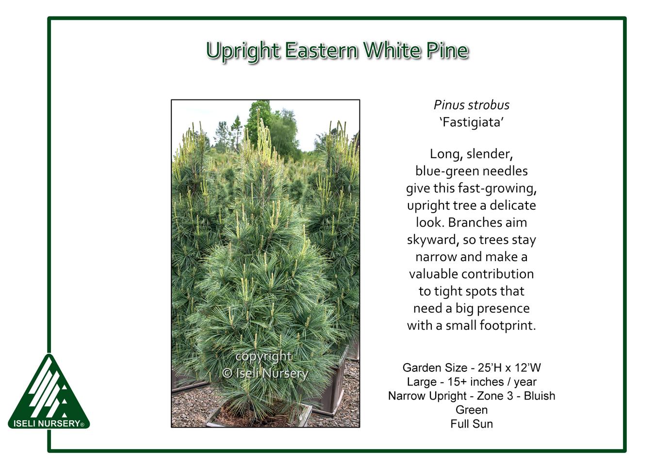 Pinus Strobus 'fastigiata' - View 7 from www redcrocus com