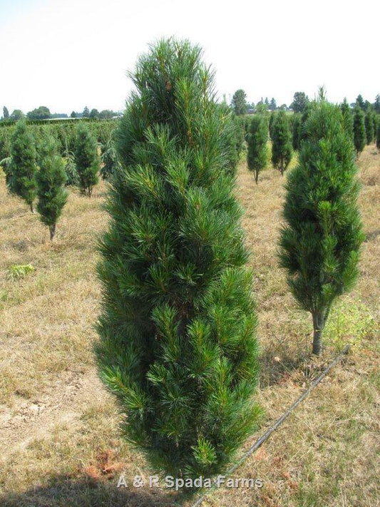 Pinus Strobus 'stowe Pillar' - View 10 from www redcrocus com