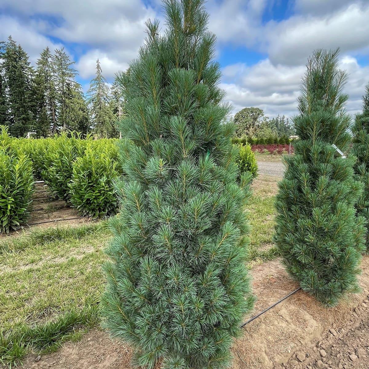 Pinus Strobus 'stowe Pillar' - View 11 from www redcrocus com