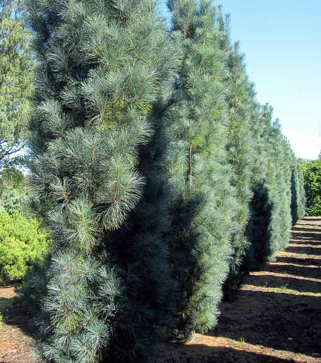 Pinus Strobus 'stowe Pillar' - View 14 from www redcrocus com
