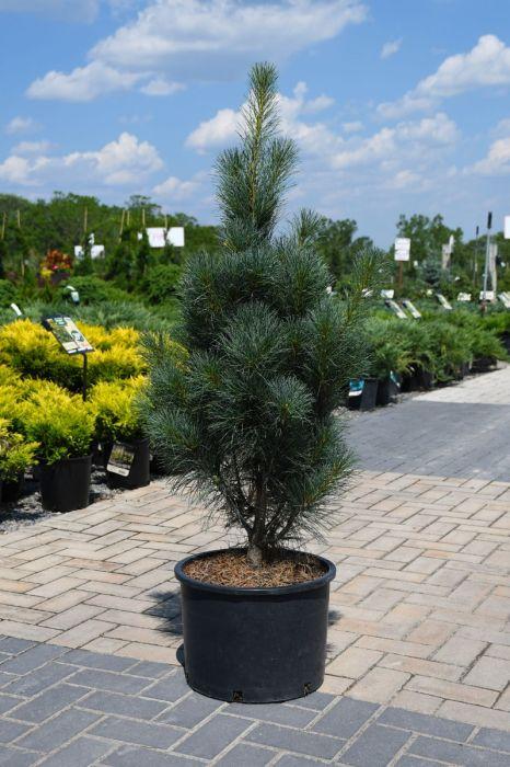Pinus Strobus 'stowe Pillar' - View 15 from www redcrocus com