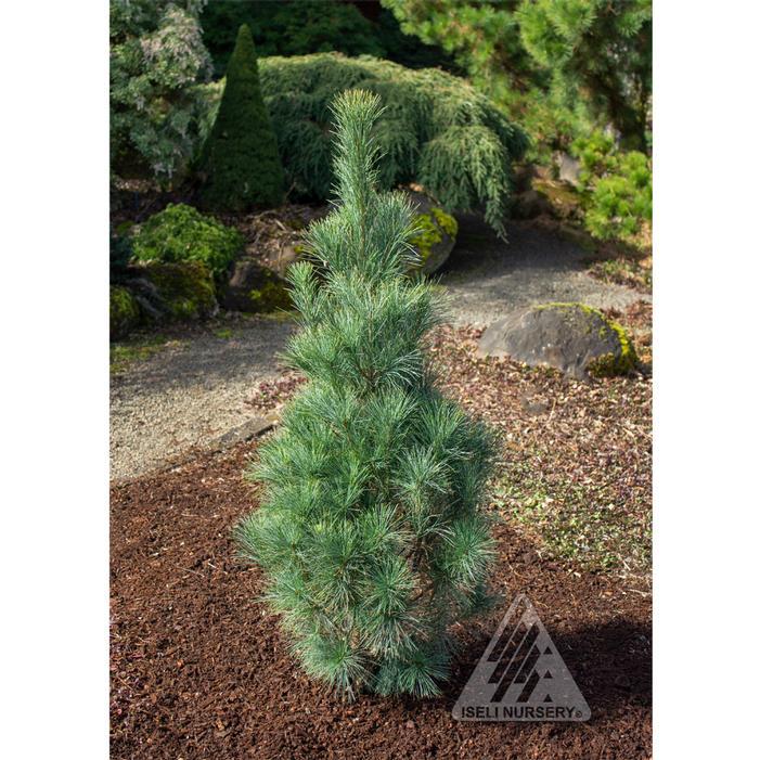Pinus Strobus 'stowe Pillar' - View 16 from www redcrocus com