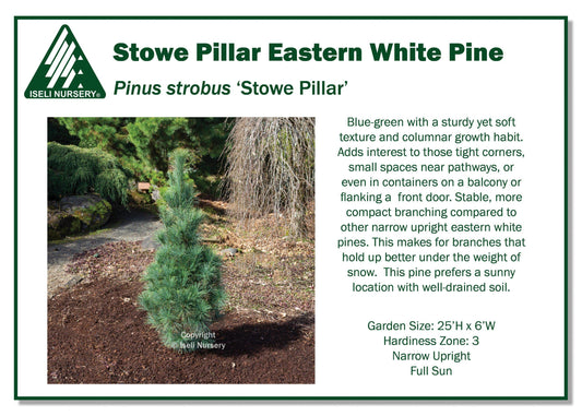 Pinus Strobus 'stowe Pillar' - View 1 from www redcrocus com