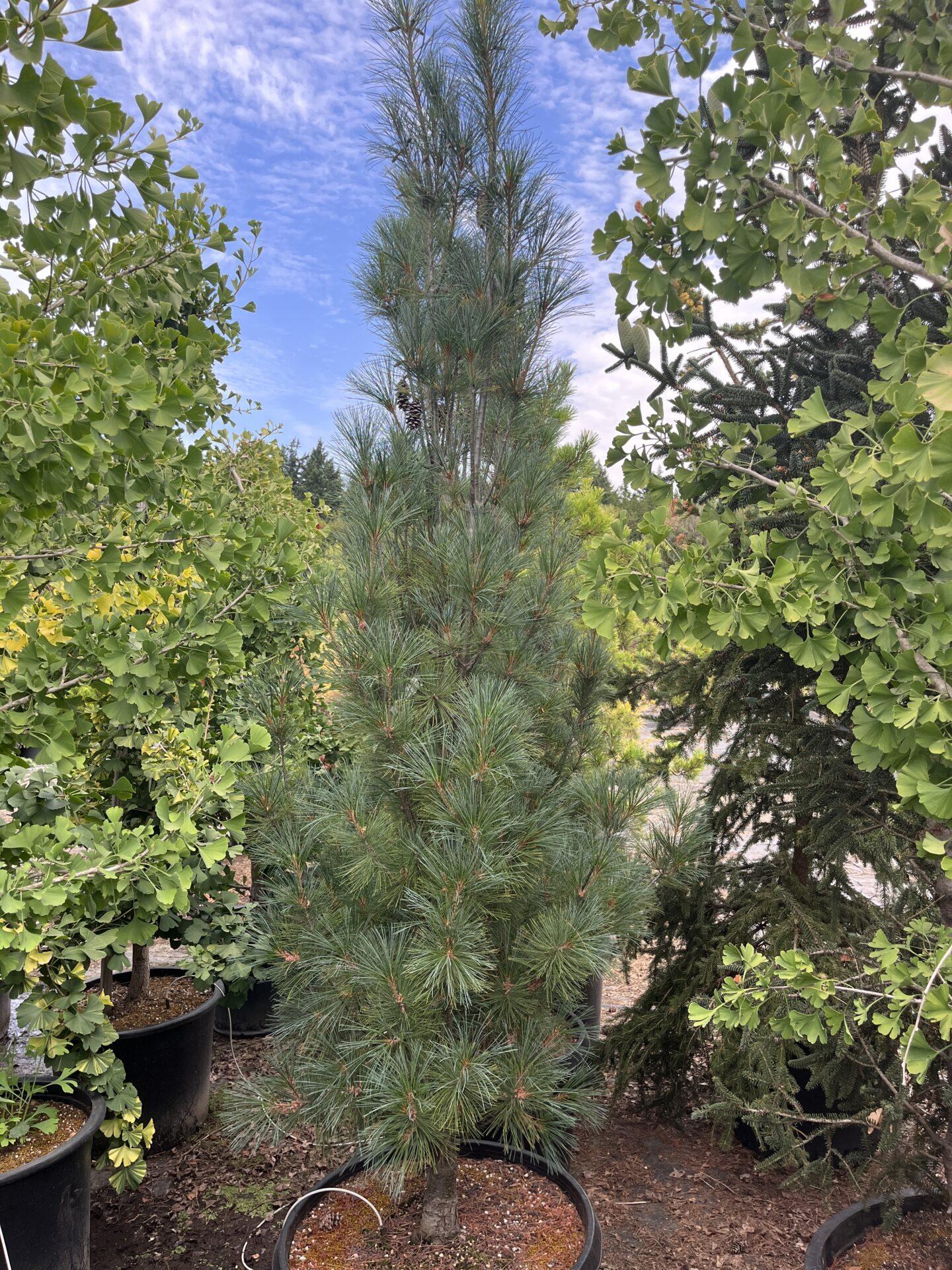 Pinus Strobus 'stowe Pillar' - View 21 from www redcrocus com