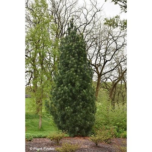 Pinus Strobus 'stowe Pillar' - View 22 from www redcrocus com