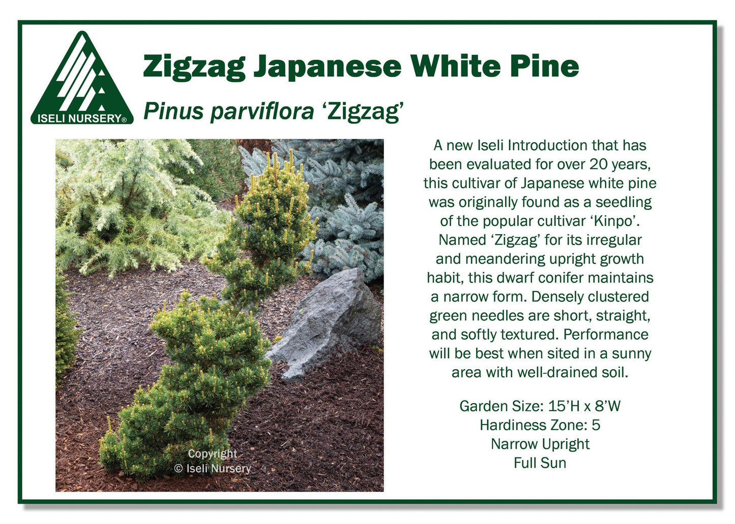 Pinus Strobus 'stowe Pillar' - View 25 from www redcrocus com
