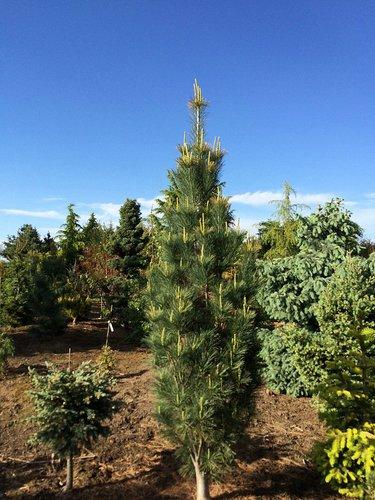 Pinus Strobus 'stowe Pillar' - View 27 from www redcrocus com