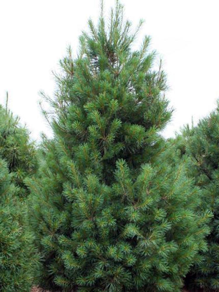 Pinus Strobus 'stowe Pillar' - View 28 from www redcrocus com