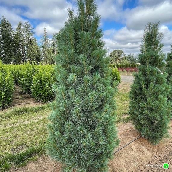 Pinus Strobus 'stowe Pillar' - View 29 from www redcrocus com