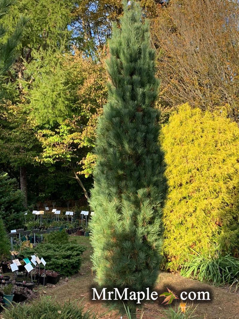 Pinus Strobus 'stowe Pillar' - View 34 from www redcrocus com
