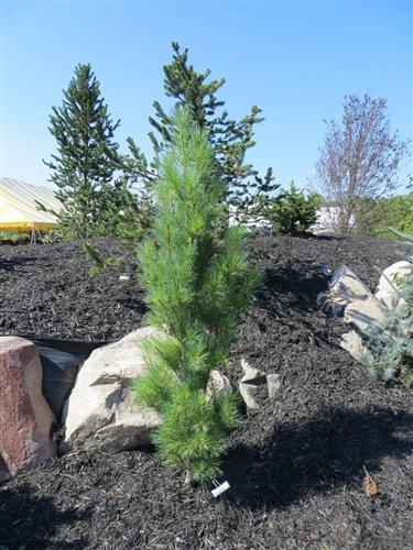 Pinus Strobus 'stowe Pillar' - View 35 from www redcrocus com