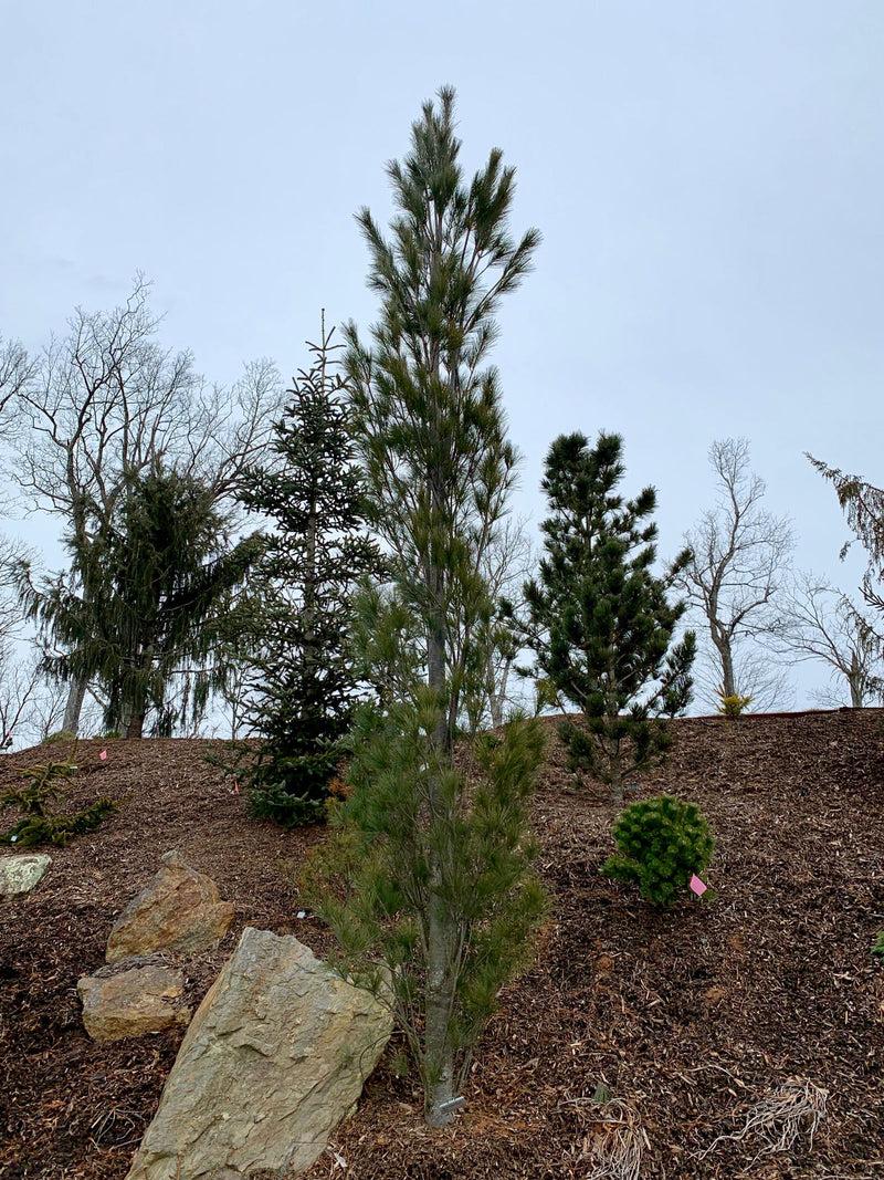 Pinus Strobus 'stowe Pillar' - View 36 from www redcrocus com