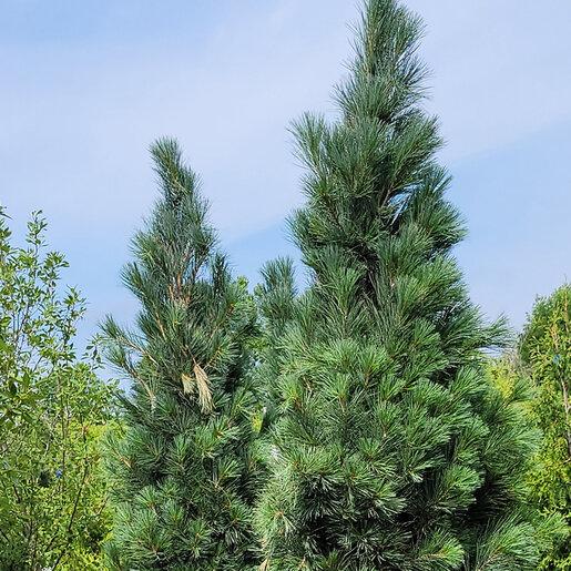 Pinus Strobus 'stowe Pillar' - View 4 from www redcrocus com
