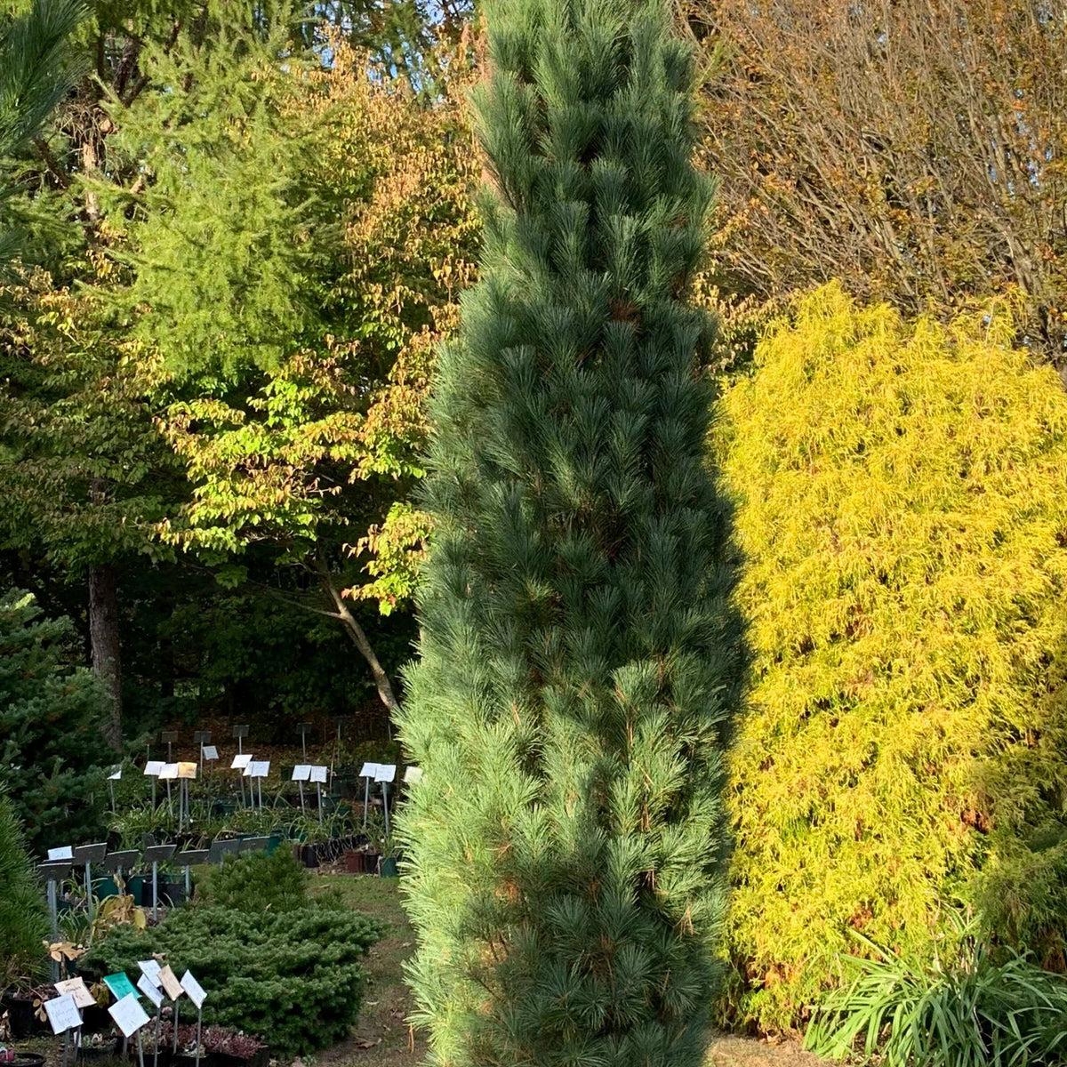 Pinus Strobus 'stowe Pillar' - View 9 from www redcrocus com