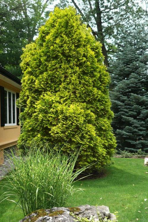 Thuja Occidentalis 'yellow Ribbon' - View 13 from www redcrocus com