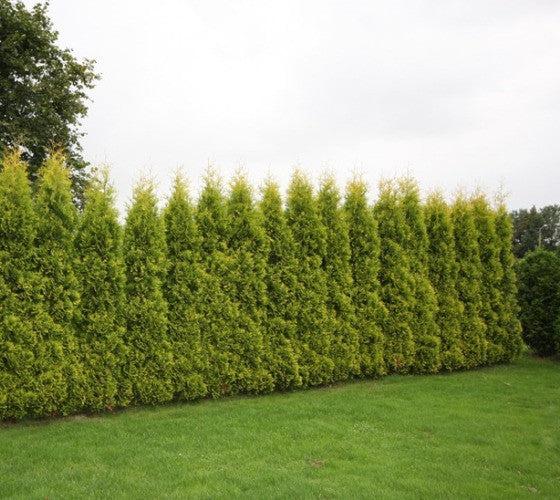 Thuja Occidentalis 'yellow Ribbon' - View 32 from www redcrocus com