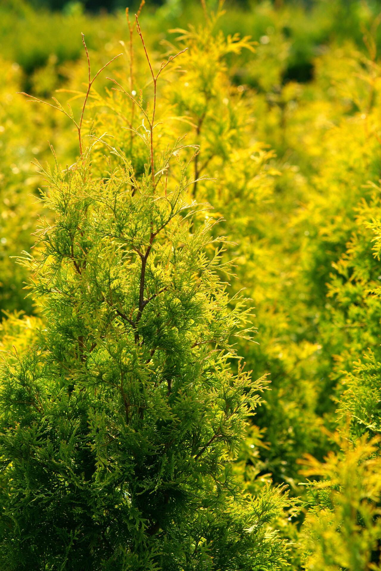 Thuja Occidentalis 'yellow Ribbon' - View 3 from www redcrocus com