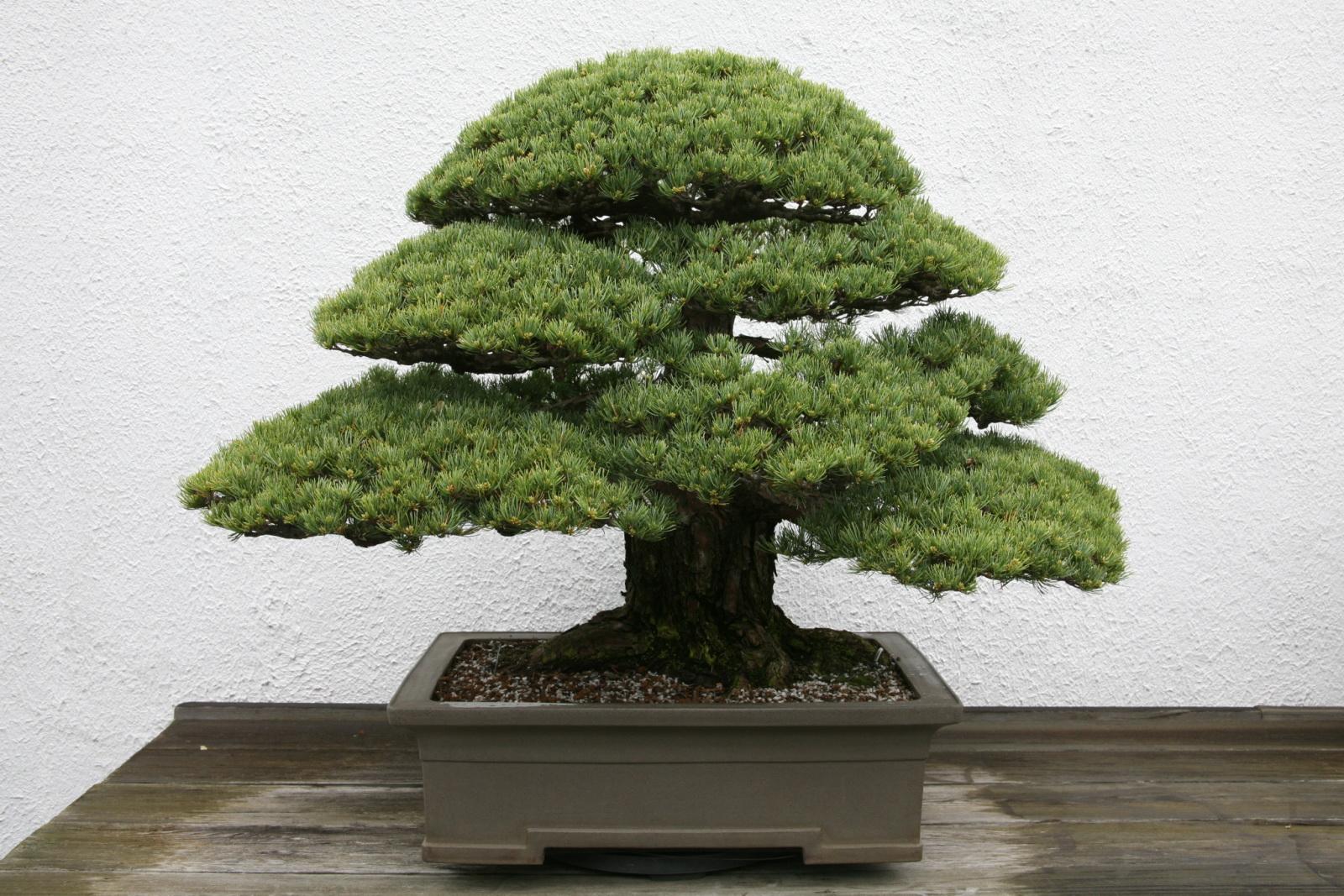 Pinus Parviflora 'miyajima' - View 14 from www redcrocus com