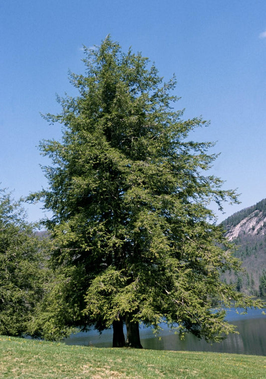 Tsuga Canadensis - View 1 from www redcrocus com