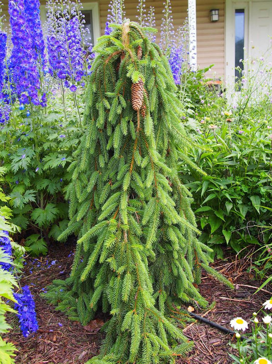 Picea Abies Pendula - View 1 from www redcrocus com