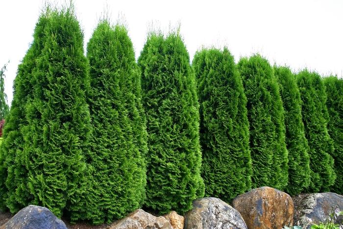 Thuja Occidentalis Emerald Green Butterfly - View 18 from www redcrocus com