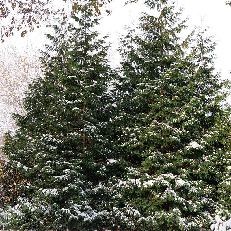 Thuja Plicata 'spring Grove' - View 16 from www redcrocus com