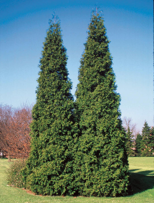 Thuja Plicata 'spring Grove' - View 1 from www redcrocus com