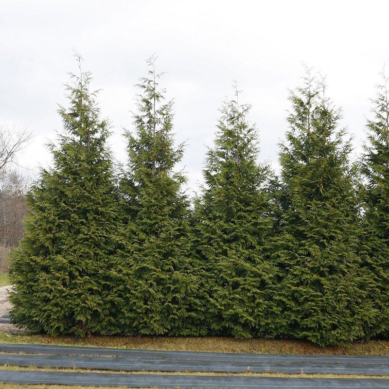 Thuja Plicata 'spring Grove' - View 2 from www redcrocus com