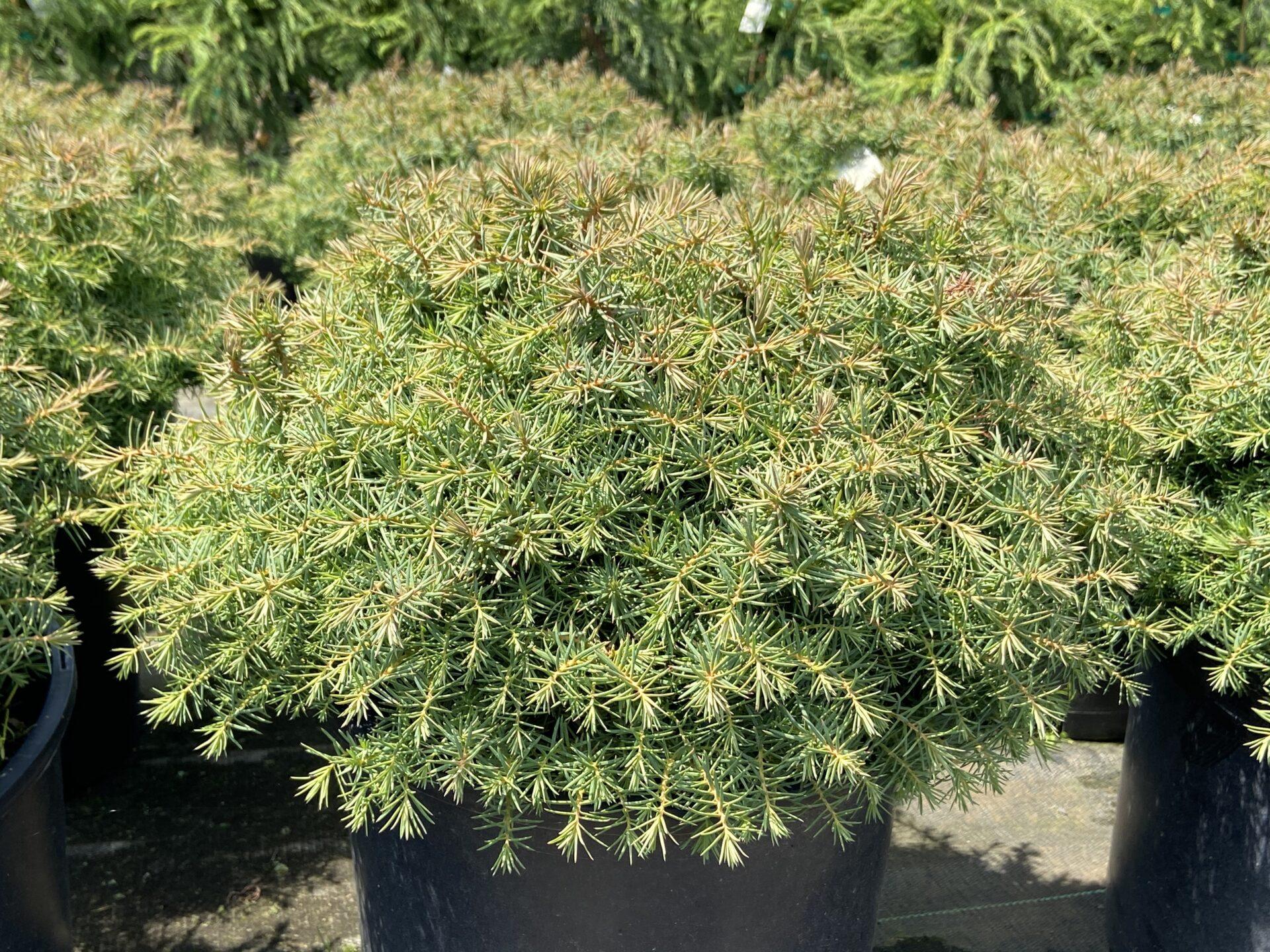 Cryptomeria Japonica 'mushroom' - View 11 from www redcrocus com