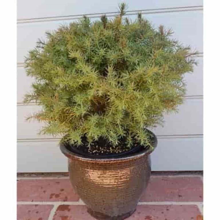 Cryptomeria Japonica 'mushroom' - View 12 from www redcrocus com