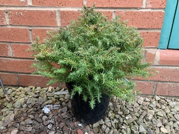 Cryptomeria Japonica 'mushroom' - View 14 from www redcrocus com