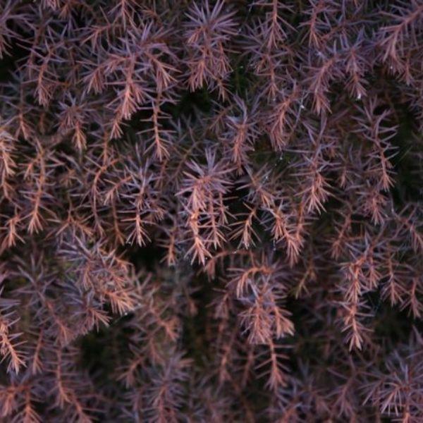 Cryptomeria Japonica 'mushroom' - View 16 from www redcrocus com