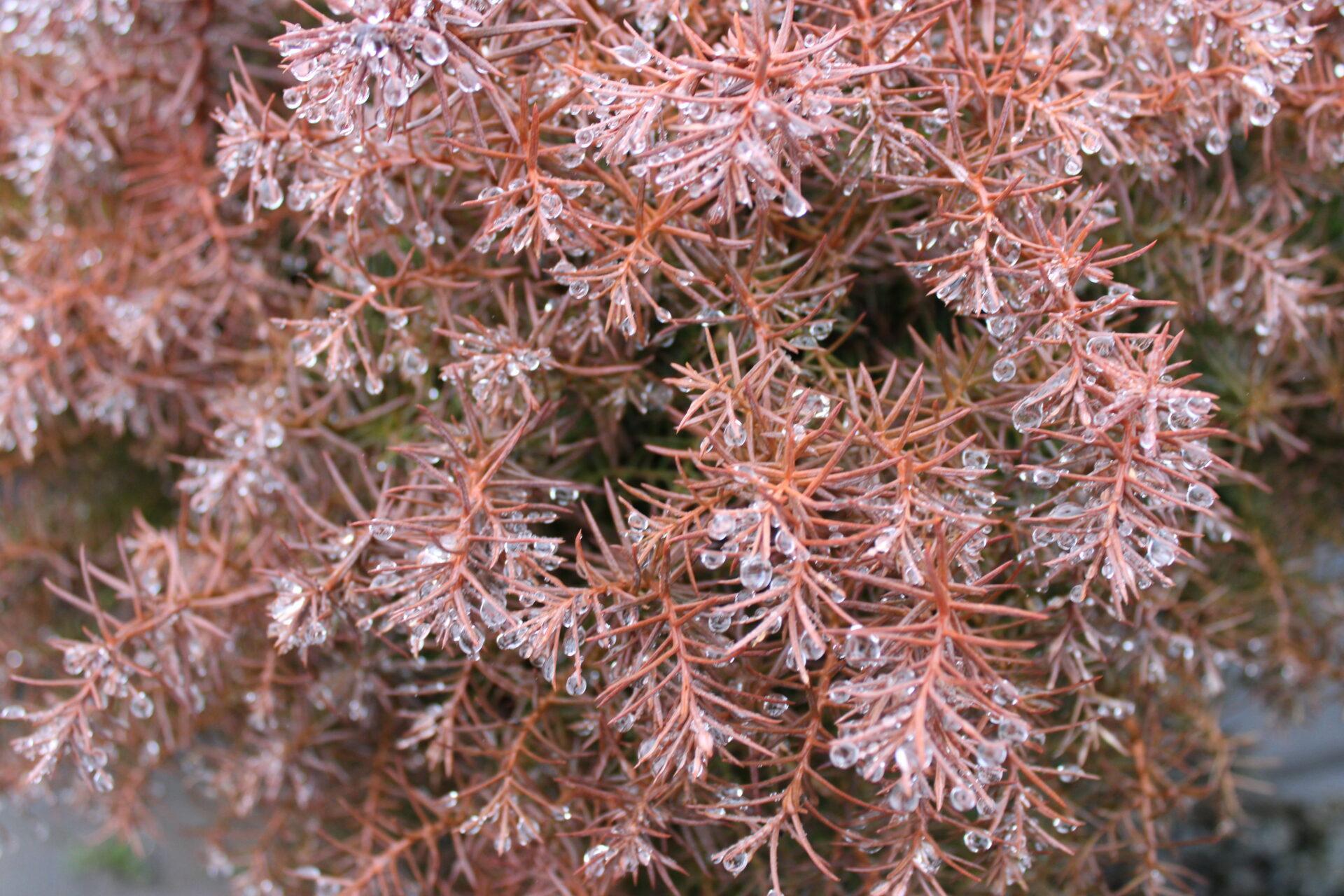 Cryptomeria Japonica 'mushroom' - View 20 from www redcrocus com