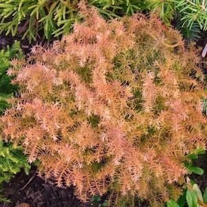 Cryptomeria Japonica 'mushroom' - View 22 from www redcrocus com
