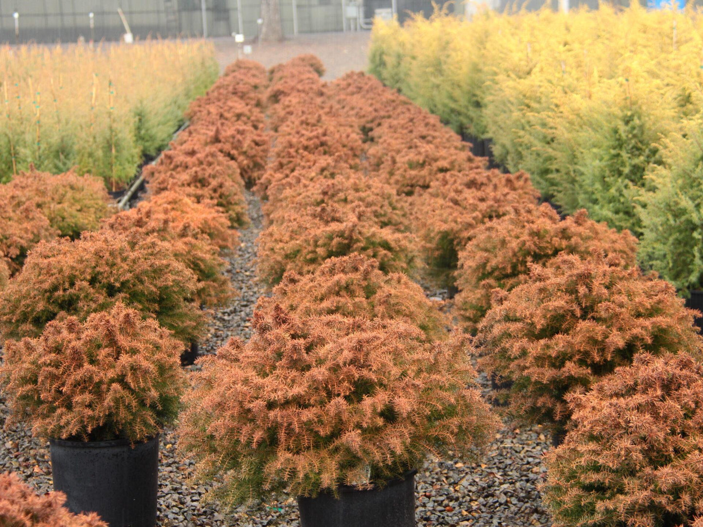 Cryptomeria Japonica 'mushroom' - View 23 from www redcrocus com