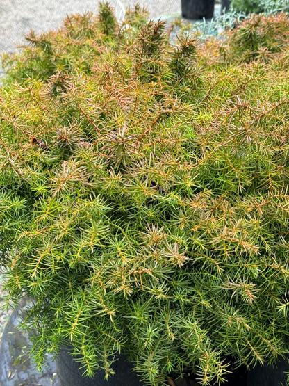 Cryptomeria Japonica 'mushroom' - View 25 from www redcrocus com
