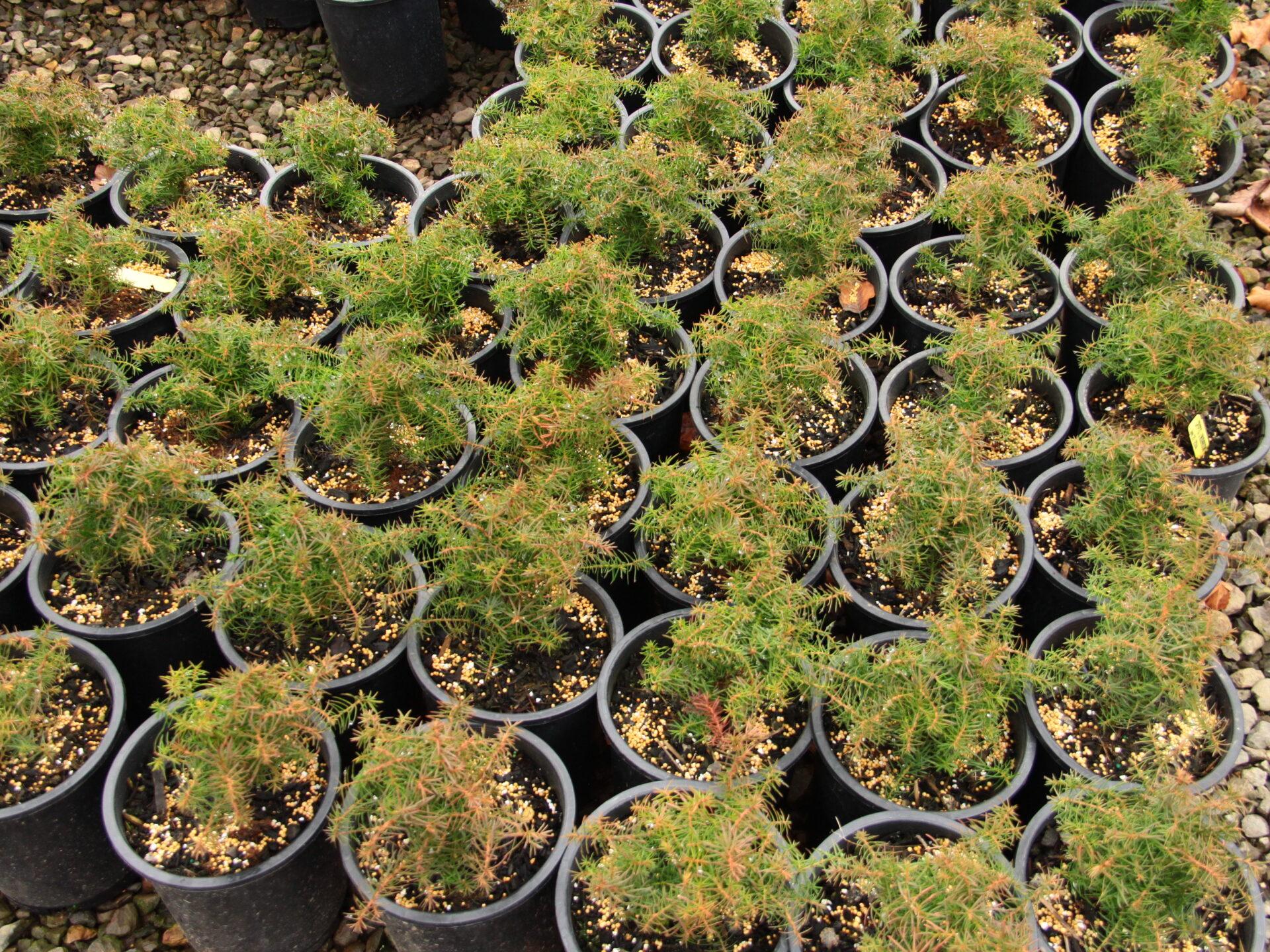 Cryptomeria Japonica 'mushroom' - View 27 from www redcrocus com