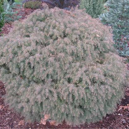 Cryptomeria Japonica 'mushroom' - View 28 from www redcrocus com