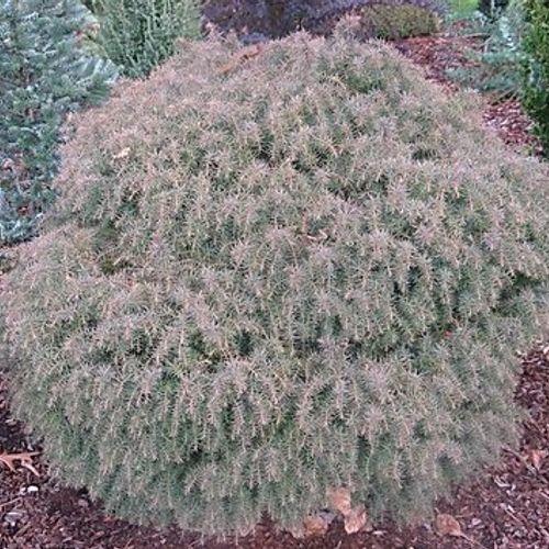 Cryptomeria Japonica 'mushroom' - View 29 from www redcrocus com