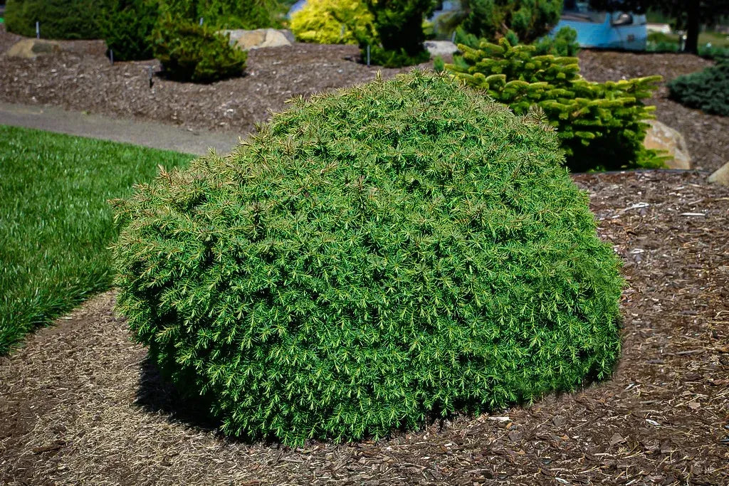 Cryptomeria Japonica 'mushroom' - View 30 from www redcrocus com