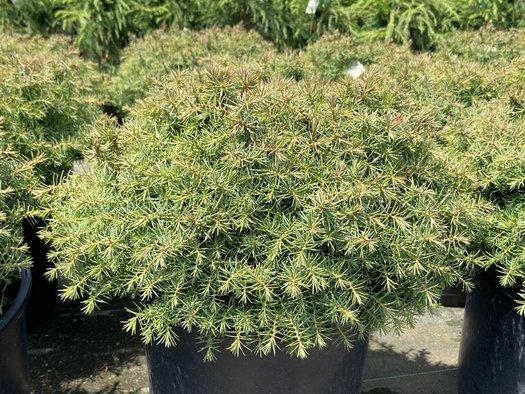 Cryptomeria Japonica 'mushroom' - View 31 from www redcrocus com