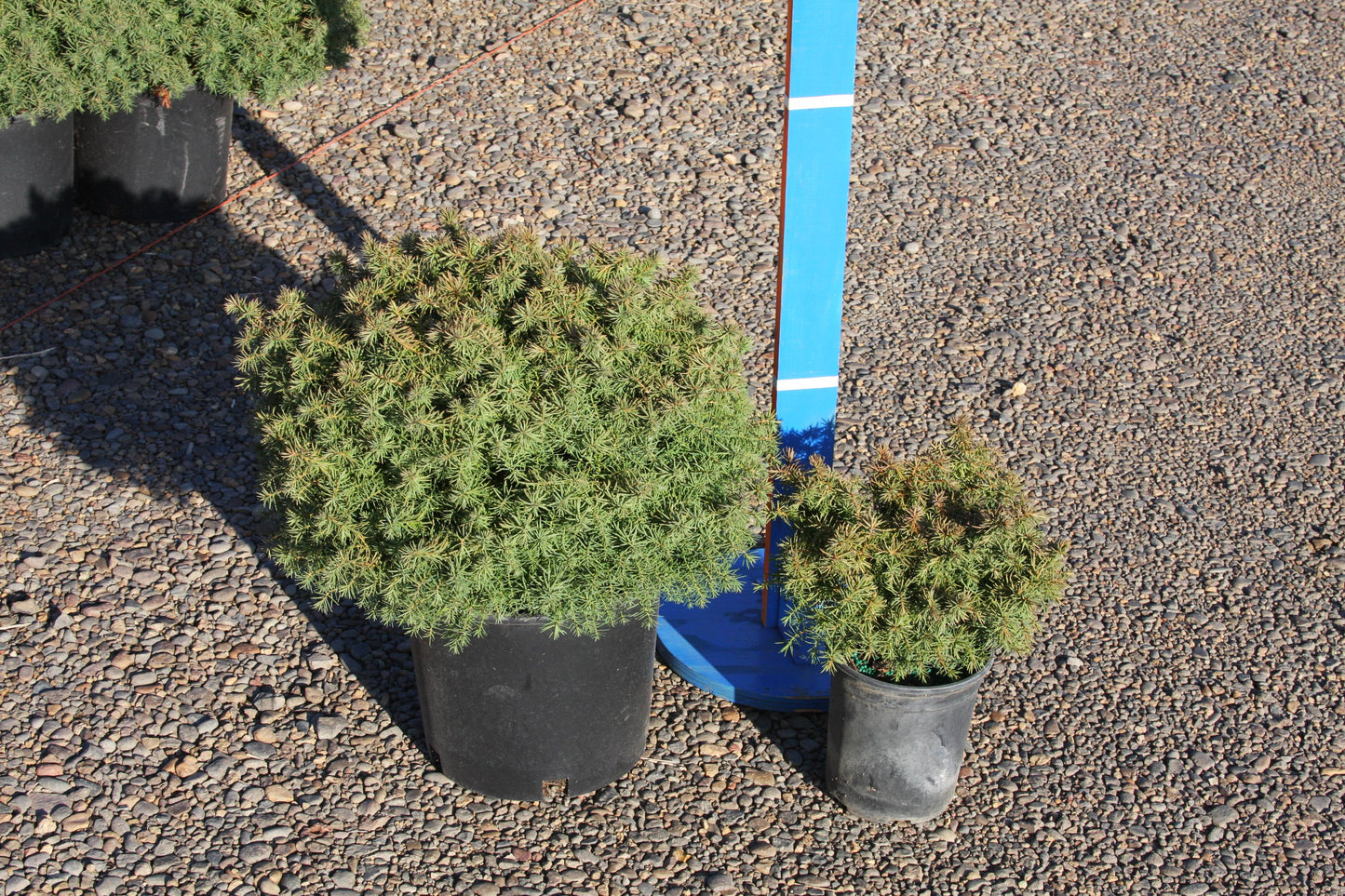 Cryptomeria Japonica 'mushroom' - View 32 from www redcrocus com