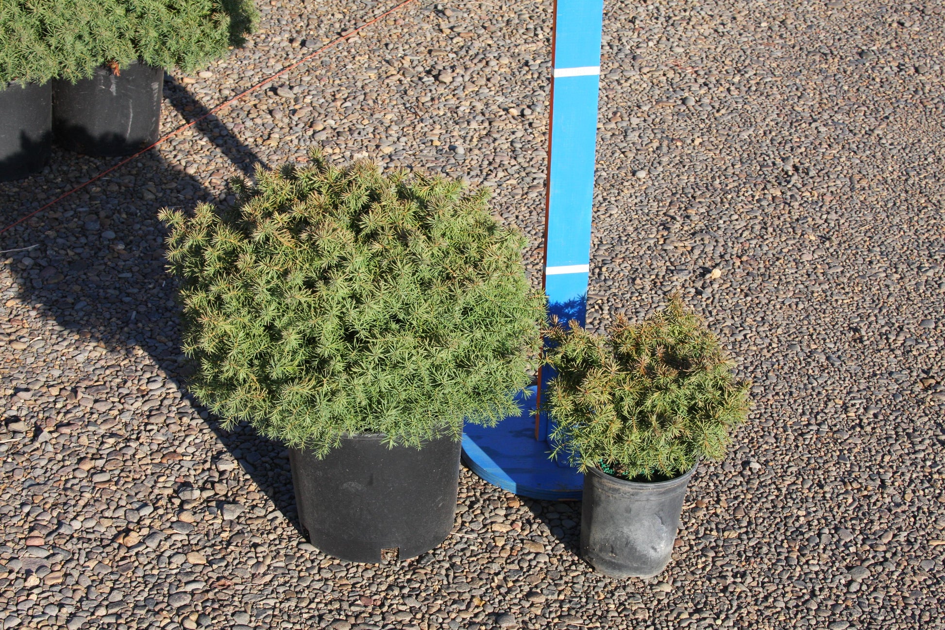 Cryptomeria Japonica 'mushroom' - View 32 from www redcrocus com