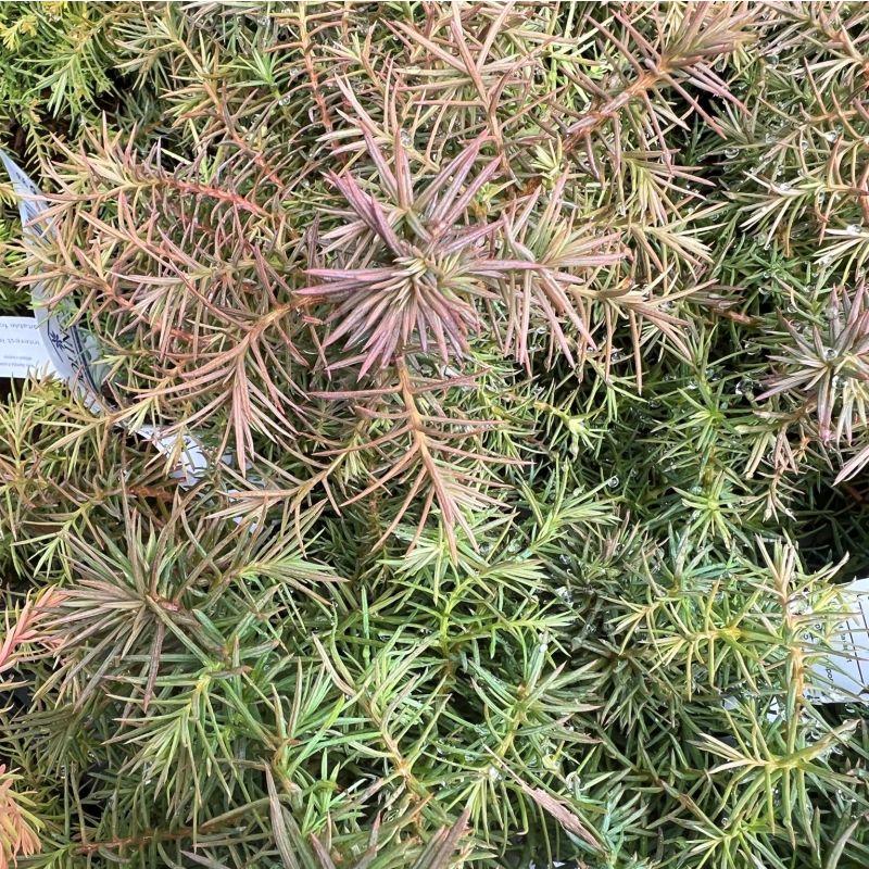Cryptomeria Japonica 'mushroom' - View 33 from www redcrocus com