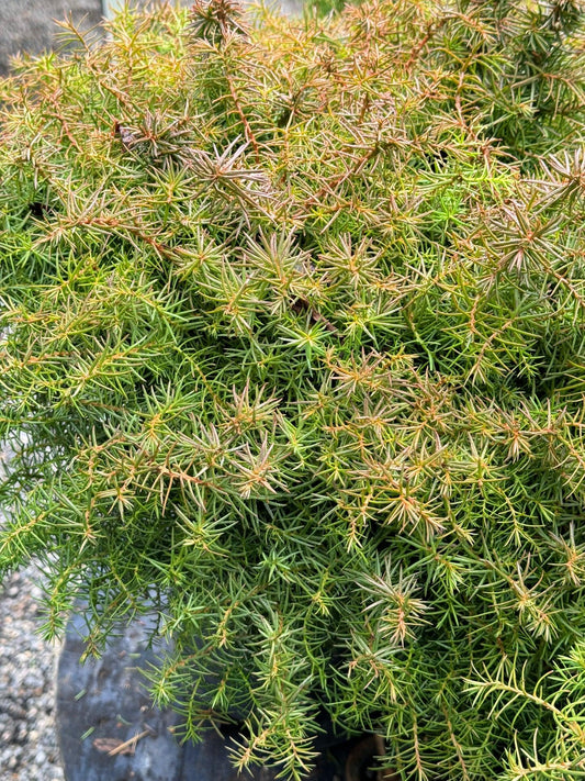 Cryptomeria Japonica 'mushroom' - View 34 from www redcrocus com